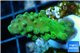 Acropora humilis green purple Fijii 2-4 cm WYSIWYG acclimaté