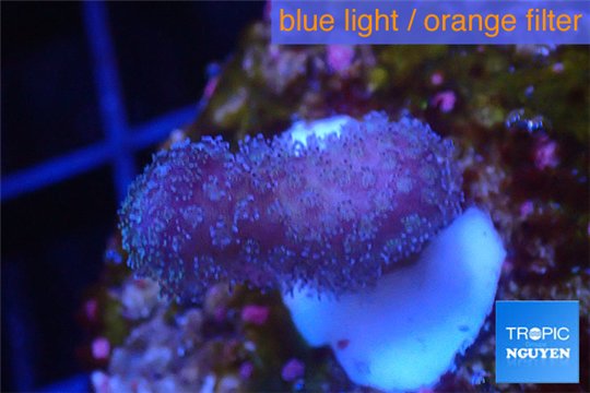 Stylophora full pink Fijii 1-2 cm WYSIWYG acclimaté