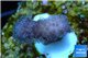 Stylophora full pink Fijii 1-2 cm WYSIWYG acclimaté