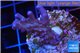 Acropora pink purple table Fijii 2-4 cm WYSIWYG acclimaté