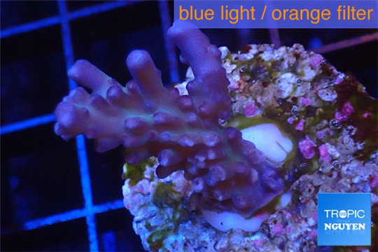 Acropora pink purple table Fijii 2-4 cm WYSIWYG acclimaté