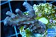 Acropora pink purple table Fijii 2-4 cm WYSIWYG acclimaté