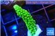 Acropora full neon green 2-3 cm WYSIWYG acclimaté