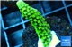 Acropora full neon green 2-3 cm WYSIWYG acclimaté