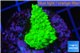 Acropora full neon green 2-3 cm WYSIWYG acclimaté
