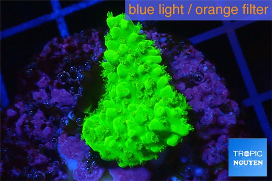 Acropora full neon green 2-3 cm WYSIWYG acclimaté