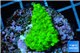 Acropora full neon green 2-3 cm WYSIWYG acclimaté