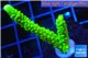 Acropora full neon green 3-4 cm WYSIWYG acclimaté
