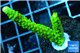 Acropora full neon green 3-4 cm WYSIWYG acclimaté