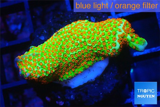 Montipora red fire forest 2-4 cm WYSIWYG acclimaté