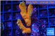 Montipora red fire forest 2-4 cm WYSIWYG acclimaté