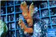 Montipora red fire forest 2-4 cm WYSIWYG acclimaté