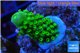 Acropora humilis green purple Fijii 1-3 cm WYSIWYG acclimaté
