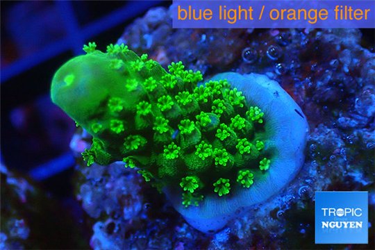 Acropora humilis green purple Fijii 1-3 cm WYSIWYG acclimaté