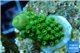 Acropora humilis green purple Fijii 1-3 cm WYSIWYG acclimaté