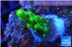 Acropora green purple yellow polyps Fijii 1-2 cm WYSIWYG acclimaté