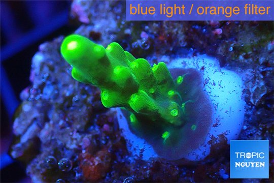 Acropora green purple yellow polyps Fijii 1-2 cm WYSIWYG acclimaté
