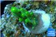 Acropora green purple yellow polyps Fijii 1-2 cm WYSIWYG acclimaté