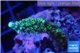 Acropora joker 2-3 cm WYSIWYG acclimaté