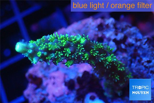 Acropora joker 2-3 cm WYSIWYG acclimaté