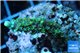 Acropora joker 2-3 cm WYSIWYG acclimaté
