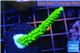 Acropora full neon green 3-4 cm WYSIWYG acclimaté