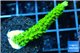 Acropora full neon green 3-4 cm WYSIWYG acclimaté