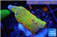 Montipora red fire forest 2-3 cm WYSIWYG acclimaté