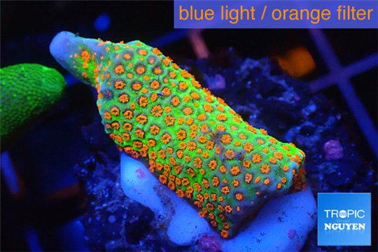Montipora red fire forest 2-3 cm WYSIWYG acclimaté