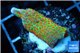 Montipora red fire forest 2-3 cm WYSIWYG acclimaté