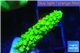 Acropora full neon green 2-4 cm WYSIWYG acclimaté