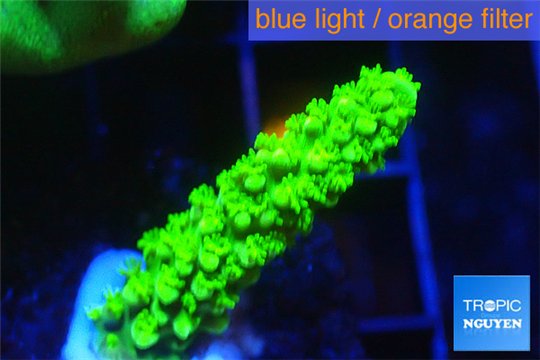 Acropora full neon green 2-4 cm WYSIWYG acclimaté