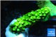 Acropora full neon green 2-4 cm WYSIWYG acclimaté