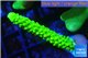 Acropora full neon green 3-4 cm WYSIWYG acclimaté