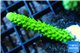 Acropora full neon green 3-4 cm WYSIWYG acclimaté