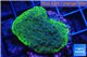 Montipora green & purple polyps Fijii 2-3 cm WYSIWYG acclimaté