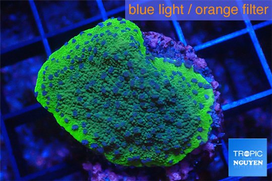 Montipora green & purple polyps Fijii 2-3 cm WYSIWYG acclimaté