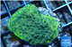 Montipora green & purple polyps Fijii 2-3 cm WYSIWYG acclimaté