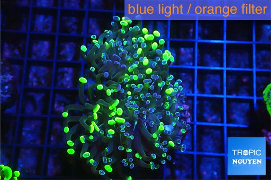 Euphyllia paraancora toxic green 4-7 cm WYSIWYG acclimaté