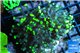 Euphyllia paraancora toxic green 4-7 cm WYSIWYG acclimaté