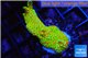 Montipora red fire forest 3-4 cm WYSIWYG acclimaté