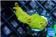 Montipora red fire forest 3-4 cm WYSIWYG acclimaté