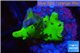 Montipora kung pao 1 cm WYSIWYG acclimaté