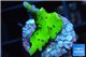 Montipora kung pao 1 cm WYSIWYG acclimaté