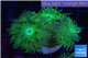 Duncanopsammia green 4 polyps WYSIWYG acclimaté