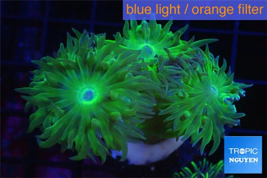 Duncanopsammia green 4 polyps WYSIWYG acclimaté