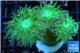 Duncanopsammia green 4 polyps WYSIWYG acclimaté