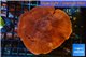 Montipora red purple 5-7 cm WYSIWYG acclimaté