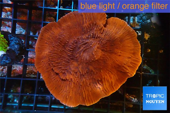 Montipora red purple 5-7 cm WYSIWYG acclimaté