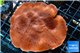Montipora red purple 5-7 cm WYSIWYG acclimaté